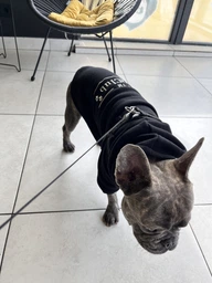 Худи для собак DogClub Brand L Black фото от покупателей 6