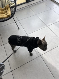 Худи для собак DogClub Brand L Black фото от покупателей 5