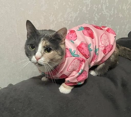 Толстовка для котов (кошек) Лаки Клубника S Розовый