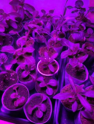 Светодиодная фитолента для комнатных растений рассады цветов микрозелени Led SMD 2835 USB фитолампа Grow Light полный спектр диодная фито лента ультрафиолетовая юсб 2 метра фото от покупателей 8