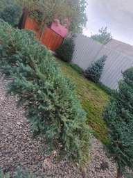 Кусторез электрический Bosch EasyHedgeCut 45 (0600847A05) фото от покупателей 4