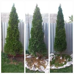 Кусторез электрический Bosch EasyHedgeCut 45 (0600847A05) фото от покупателей 2