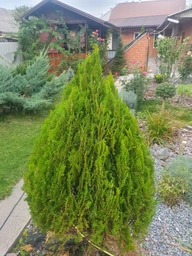 Кусторез электрический Bosch EasyHedgeCut 45 (0600847A05) фото от покупателей 1