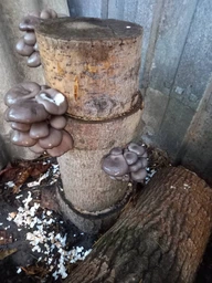 Живий зерновий міцелів грибів КАРАТ-Біо Глива 1кг фото от покупателей 3