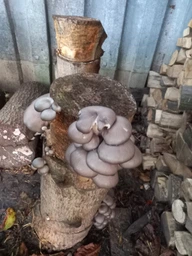 Живий зерновий міцелів грибів КАРАТ-Біо Глива 1кг фото от покупателей 5