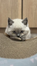 Кігтеточка картонна для кошенят Trixie 38×7×18 см