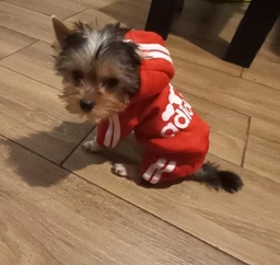 Спортивний костюм для собак Adidog M Рожевий фото від покупців 2