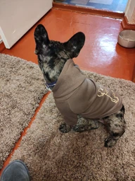 Худи для собак DogClub Frenchdog XXL Brown