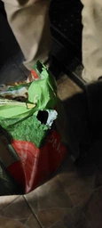 Сухой корм для взрослых активных собак Purina Friskies с говядиной 10 кг фото от покупателей 13