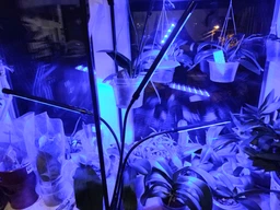 Фітолампа Led Plant Grow Leight USB Потрійна (Чорний)