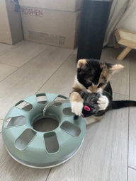 Іграшка для котів трек ігровий з мишкою Trixie Crazy Circle 24*29 см фото від покупців 11