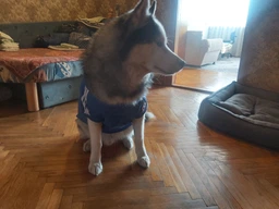 Толстовка для собак Adidog 2XL Синий фото от покупателей 19