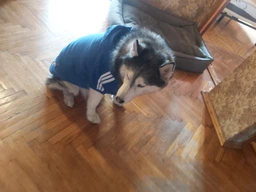 Толстовка для собак Adidog 2XL Синий фото от покупателей 17