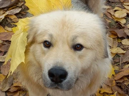 Анти гавкіт нашийник для собак ультразвуковий з вібрацією DOAKT Bark анти лай автоматичний водонепроникний IPX6 Orange (TZ-TC620) фото від покупців 11