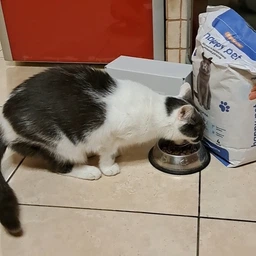 Сухий корм для стерилізованих котів Happy Pet з індичкою 14 кг фото від покупців 4