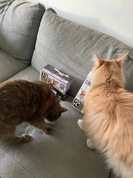 Влажный корм для кошек Purina Pro Plan Sterilised кусочки в соусе с говядиной 5 х 85 г, с курицей 5 х 85 г (Мультипак) фото от покупателей 6