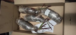 Троянда чайно-гібридна лимонна із зеленим відтінком "Погляд Луїзи" (Louise's look) (саджанець класу АА+, преміальний високорослий сорт) (48107)