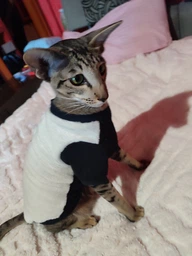 Теплая кофта для котов (кошек) из махровой ткани Style Pets Silv Cat (KM/SC/R) XS фото от покупателей 1