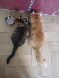 Сухой корм Purina Pro Plan Sterilised с кроликом для стерилизованных кошек и кастрированных котов 1,5 кг фото от покупателей 9
