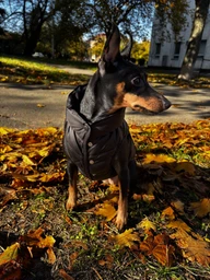 Курточка для собак Airy Vest ONE размер L 55 Черная (20741Collar) фото от покупателей 2