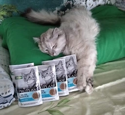Вологий корм для стерилізованих котів Purina Pro Plan Sterilised Пуріна Проплан з яловичиною в підливці пауч 85 г 26 шт (7613036092883)