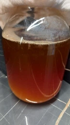 Продукт Чайний гриб KomBUCHA BOX 1 шт на 3л банку фото від покупців 5