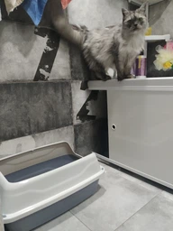 Туалет для кошек Georplast Sonic 56x40x24 см белый/серый фото от покупателей 4