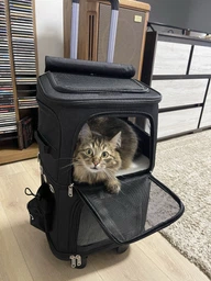 Сумка переноска для кота кошки собаки домашних животных двухместная сумка с окошком и выдвижной ручкой на колесиках колесах кошачьи сумки для переноски котов кошек маленьких собак серая (002259) фото от покупателей 14