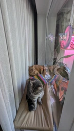Лежанка для кошек оконный гамак с присосками на окно Sunny Seat Mounted Cat Bed до 22 кг Лёгкая Бежевая (3026)