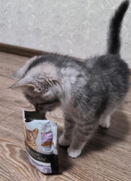 Упаковка вологого корму для кошенят Purina Pro Plan Kitten Healthy Start шматочки в соусі з індичкою 26 шт по 85 г (7613287107503) фото від покупців 3