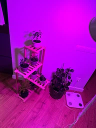 Светодиодная LED фитолампа для роста растений, для комнатных цветов, рассады, орхидей VENOM 80W SMD5730 220В (FL-P-011-80)