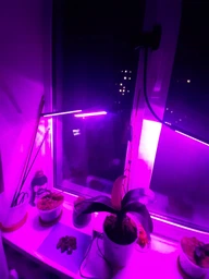 Светодиодная настольная фитолампа 2 LED светильника на управлении со сменой цвета и таймером фото от покупателей 2