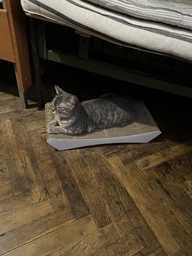 Кігтеточка - лежанка дряпка для кішок та котів WellCat Graceful 53х24х8 см та коробка будинок 54*26*24,5см фото від покупців 6
