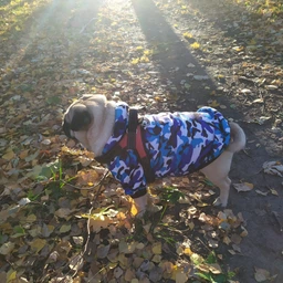 Толстовка для котов и кошек Pet Style "Камуфляж" Красная XL