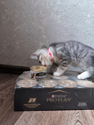 Консервированный корм Purina Pro Plan Veterinary Diets Baby Kitten Нежный мусс с курицей для котят 85 г (8445290673718) фото от покупателей 4