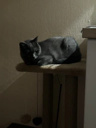 Дряпка для кота Мур-Мяу Гламур 37х37х64 см для кішок у джутовій мотузці Сірий фото від покупців 11