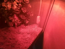 Інфрачервона лампа розжарювання Trixie 50 W, E27 (для обігріву) фото від покупців 2
