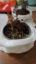 Очиток помилковий "Кров Драконів" (Sedum spurium "Dragons Blood") (94933)