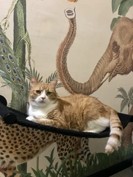 Настінний гамак для котів, ліжко для кота Kitsune Garden 66-30-9 см чорний