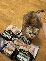 Сухой корм для стерилизованных кошек и котов Purina Pro Plan Sterilised Adult 1+ Vital Functions с лососем 3 кг фото от покупателей 7