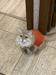 Попона комбинезон после стерилизации операции для кошек и котов Style Pets M фото от покупателей 17
