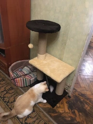 Когтеточка для кота дряпка Мур-Мяу Аккорд 44х30х87 см для кошек в сизалевой веревке Серо-синий фото от покупателей 14
