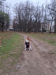 Курточка для собак Airy Vest ONE размер L 55 Салатовая (20745Collar) фото от покупателей 19