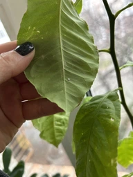 Інсектоцид Syngenta Актара 1,4г