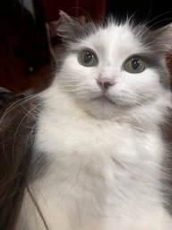 Влажный корм для кошек Felix (с индейкой в желе) ТМ "Purina One" 85 г (99381) фото от покупателей 1
