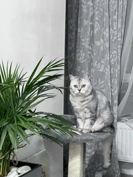 Дряпка для котів Lucky Pet будинок "Верховина плюс" (хутро,бежевий) - 36х36х54 см фото від покупців 1
