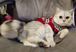 Светр для котів (кішок) Різдво XL Червоний фото від покупців 3