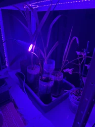 Фитолампа GreenHouse GR-8 з світильником-прищіпка фото від покупців 3