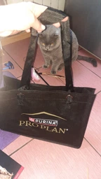 Сухой корм для котов Purina Pro Plan Sterilised Renal Plus с индейкой 1.5 кг (НФ-00000360) фото от покупателей 10