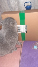Сухой корм для котов Purina Pro Plan Sterilised Renal Plus с индейкой 1.5 кг (НФ-00000360) фото от покупателей 9